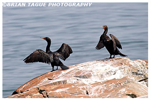 Double-crested Cormorants