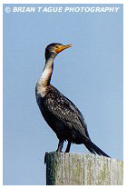 Double-crested Cormorant