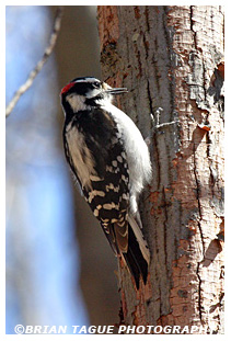  Downy Woodpecker