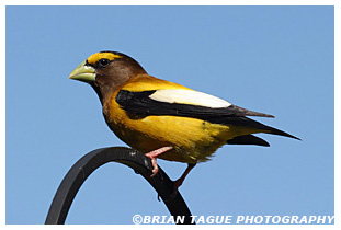 Evening Grosbeak