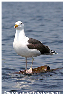 Great Black-backed Gull