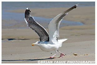 Great Black-backed Gull