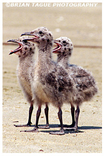 Great Black-backed Gull chicks