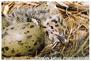 Black-backed Gull nest