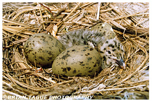 Black-backed Gull nest