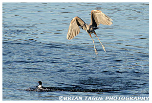 Great Blue Heron