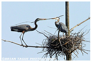 Great Blue Herons