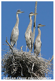 Great Blue Heron nestlings