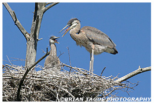 Great Blue Heron nest