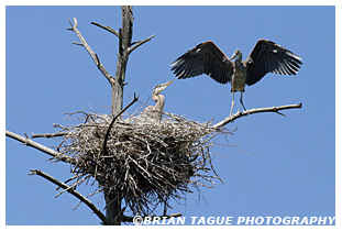 Great Blue Heron nest