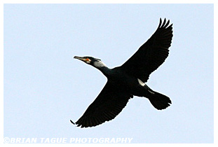 Great Cormorant