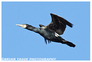 Great Cormorant