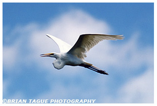 Great Egret