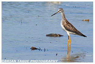 Greater Yellowlegs