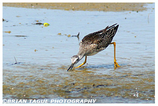 Greater Yellowlegs