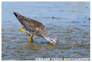 Greater Yellowlegs