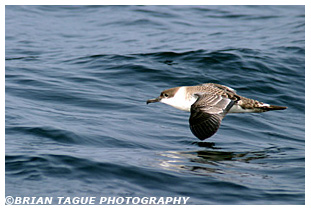 Greater Shearwater - Stellwagen Bank