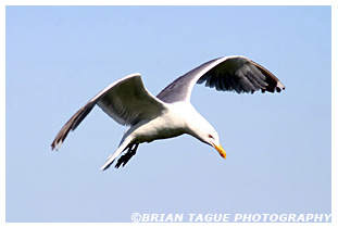 Herring Gull
