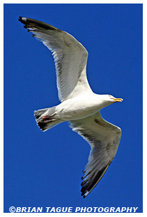 Herring Gull