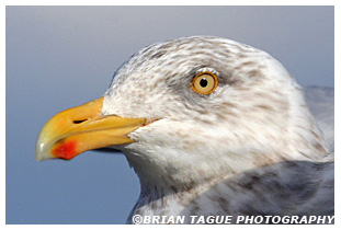 Herring Gull