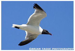 Laughing Gull