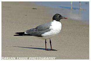 Laughing Gull