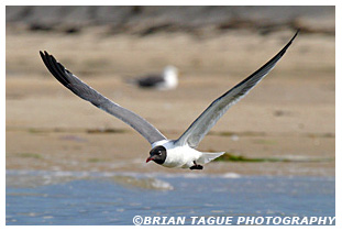Laughing Gull