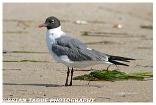 Laughing Gull