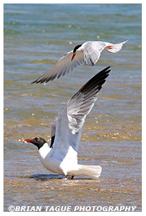 Laughing Gull & Common Tern