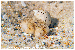 Least Tern chick in nest