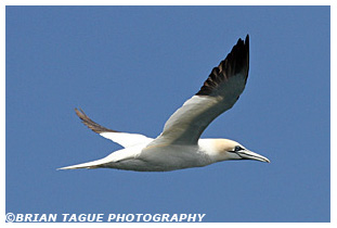 Northern Gannet - Stellwagen Bank