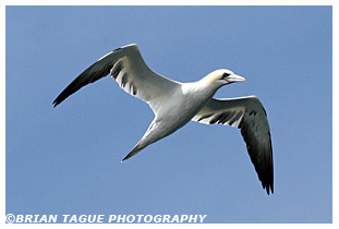Northern Gannet - Stellwagen Bank