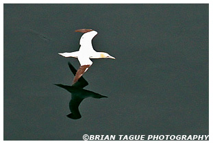 Northern Gannet