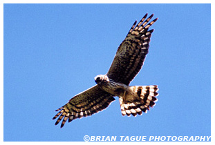 Northern Harrier
