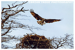 Osprey over nest