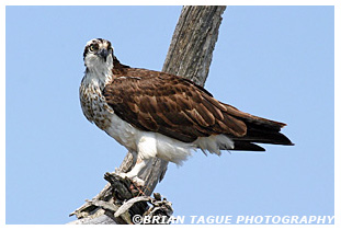 Osprey