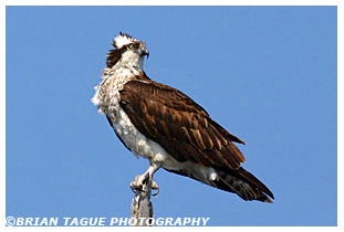 Osprey