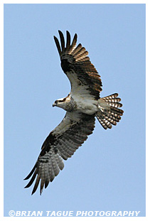 Osprey in flight