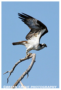 Osprey