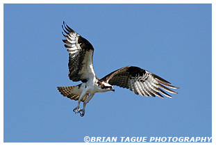 Osprey