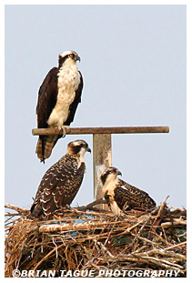 Osprey with nestlings
