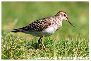 Pectoral Sandpiper
