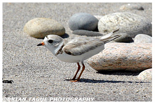 Piping Plover