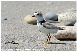 Piping Plover