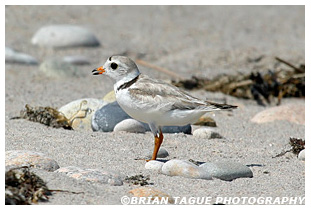 Piping Plover