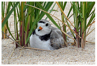 Piping Plover