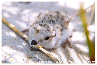 Piping Plover Chick