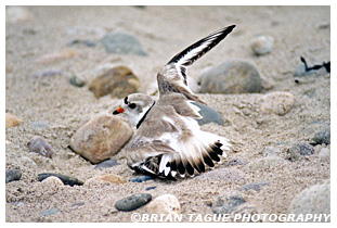 Piping Plover