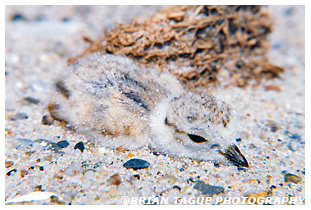 Piping Plover Chick