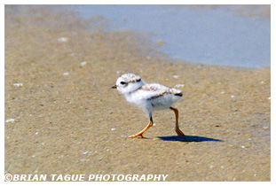 Piping Plover Chick